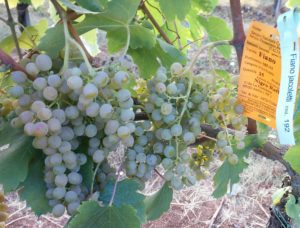 Fiano