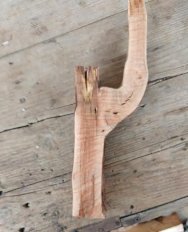 Sezione di vite attaccata da esca con sovrainnesto a gemma o chip-bud