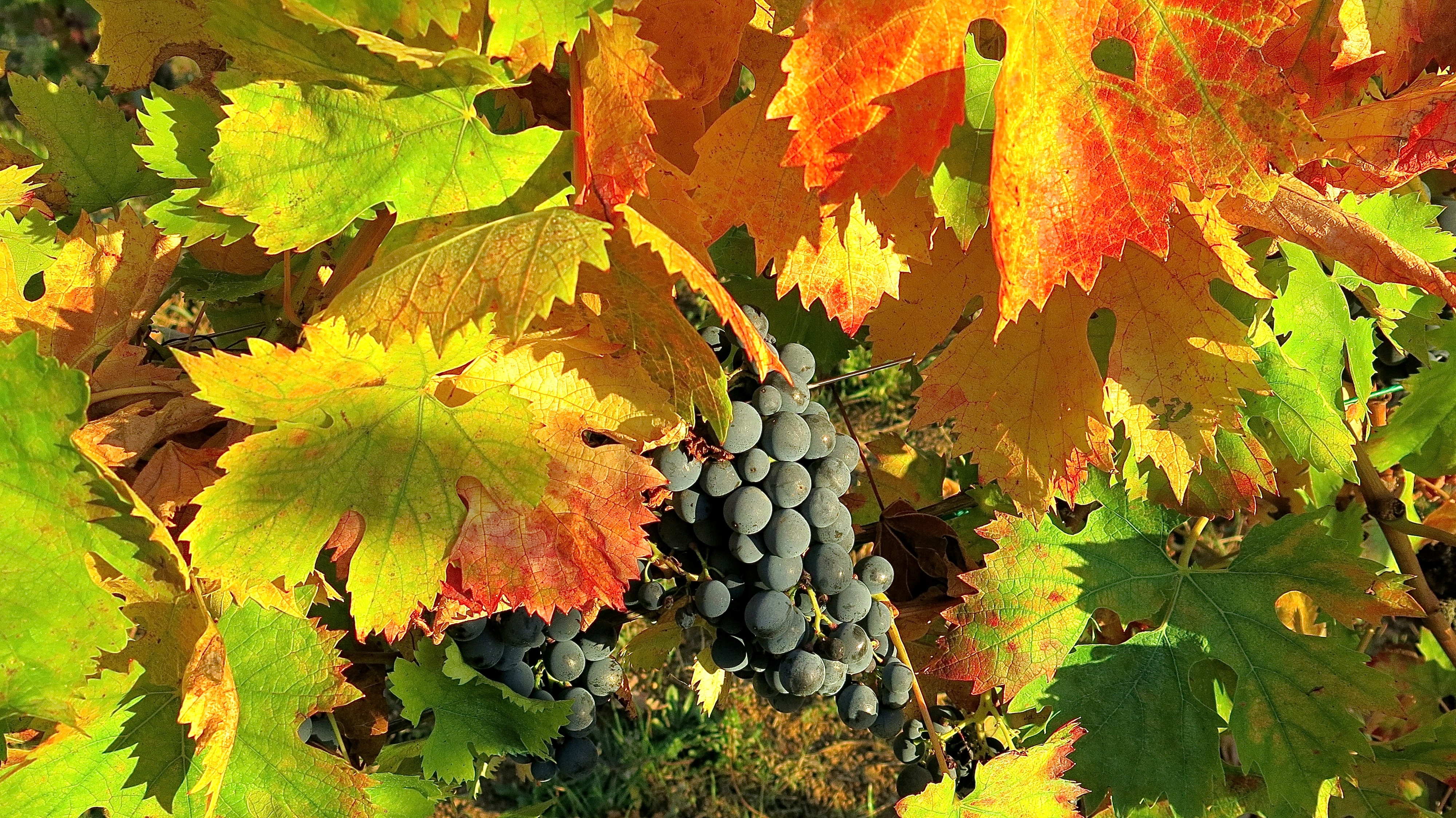 Aglianico Viggiano