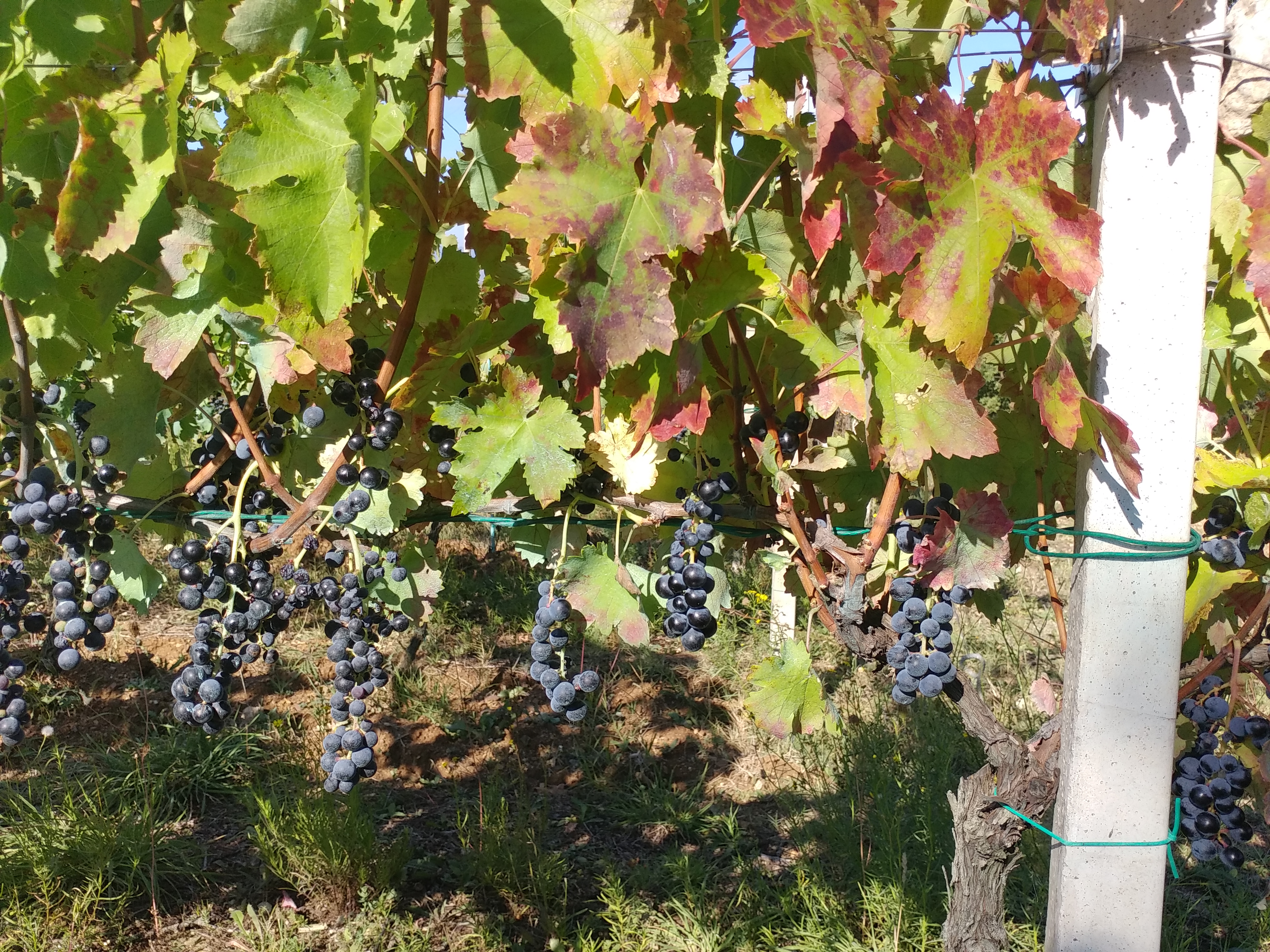 Aglianico Antico a Viggiano