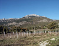 Il vigneto d'inverno