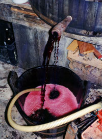 Il nostro vino